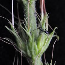 Image result for Ruspolia seticalyx