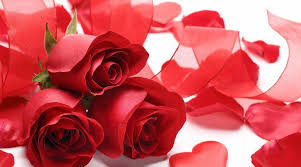 Happy Rose Day Date Importance And Significance Of Each Rose Colour Lifestyle News The Indian Express Valentine week a very special week for all lovers. happy rose day date importance and