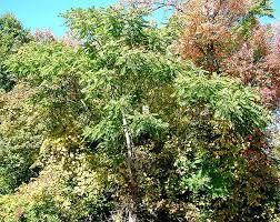Tree Of Heaven Mature Form