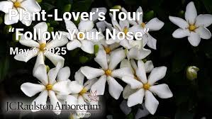 Image result for Gardenia subacaulis