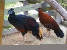 Jenis Jenis Burung Sempidan Yang Ada Di Indonesia Cara Budidaya Ayam Dan Burung