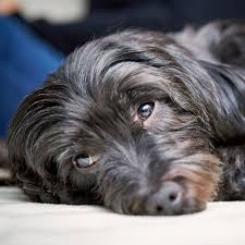 We did not find results for: About Companion Pet Clinic Of Gold Canyon Veterinarian