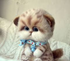 yarmarka masterov ruchnaya rabota handmade kotenok kotyata raboty