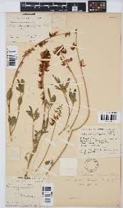 Image result for Eriosema flemingioides