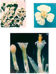 Pdf Morphology Anatomy And Ultrastructure Of Yarrow Achillea Millefolium L Floral Nectaries Semantic Scholar