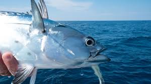 Check spelling or type a new query. Mahi And More In Panama City Beach Dun Magazine