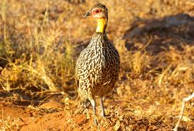 Yellow Necked Spur Fowl Tsavo East Kenya Yellowneckedspurfowl Gulstrubetsporehone Tsavoeast Kenya Safari Henryrasmussen