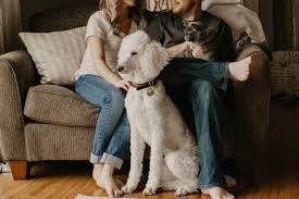 Check spelling or type a new query. Pets Are Going Digital The Brands Pioneering The 565 Million Market For Smart Pet Products