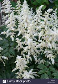 White Astilby Or False Goats Beard Plant In Full Bloom Stock Photo Alamy