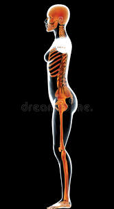 Deschanel was born in los angeles, california, to cinematographer and director caleb deschanel and actress mary jo deschanel (née weir). Female Human Body In Profile And Skeleton Stock Illustration Illustration Of Back Bones 23387958