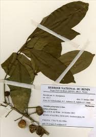 Image result for Trichilia prieuriana