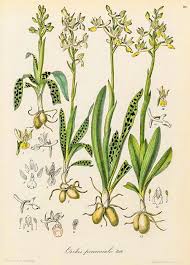 Image result for Brachycorythis congoensis