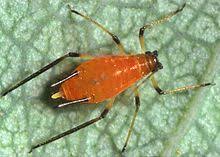 Allow a few minutes for all the data to show on your station. Aphid Wikipedia