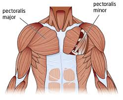 If a pair is in your gym bag on chest day, your muscles and joints will both thank you. Weight Lifting Chest Exercises That Work Your Pecs