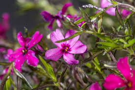 Ein gezielter schnitt zum richtigen zeitpunkt spornt flammenblumen an zu einer farbenprächtigen nachblüte. Teppich Phlox Rot Phlox Subulata Rot Gunstig Online Kaufen