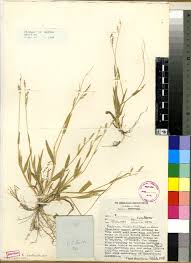Image result for Urochloa arrecta