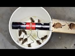 Biggest glue trap 2019 | best mouse trap / biggest rat trap saving 13 mice in few minutes subscribe Bucket Mouse Rat Trap Best Mouse Trap Monday Youtube Rat Traps Rat Trap Diy Mouse Traps That Work