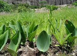 Image result for Xerophyta equisetoides