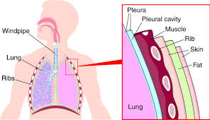 If your cat has an excess of fluid in any of its body cavities as a result of the mesothelioma, such as in the chest or abdomen, your veterinarian will need to hospitalize it for a short period of time in order to drain these cavities. Pleurodesis Irish Cancer Society