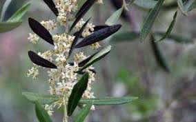 La Fleur De Bach Olive Ou Olivier