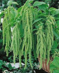 Image result for Amaranthus