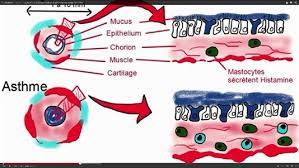 Introduce motion and continuous visual flow into tutorials, along with extemporaneous speaking. Example Of Khan Style Tablet Drawing For Explaining Immunological Download Scientific Diagram