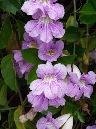 Image result for Bignonia callistegioides