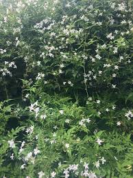 Image result for Jasminum schimperi