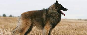 Show off your favorite photos and videos to the world, securely and privately. Belgian Shepherd Tervuren Dog Breed Profile Petfinder