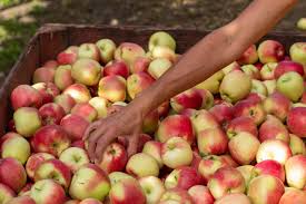 An apple tree without fruit may not be getting enough sun or water. Product Name High Quality Fresh Apple Fruit Original South Africa Variety Alwa Apple