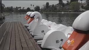 Maybe you would like to learn more about one of these? Swan Boats Take Up Residence At Two Popular La Parks Youtube