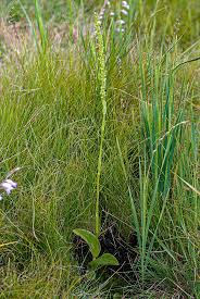 Image result for Satyrium chlorocorys