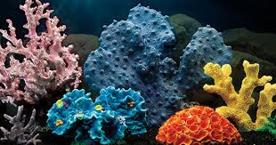 Check spelling or type a new query. Aquarium Set Up Top 5 Benefits Of Artificial Corals