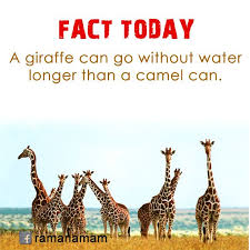 Giraffes can actually last longer without drinking water than camels! Pin On Ramanamam Facts