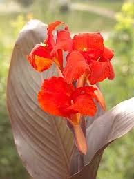 The 21 Best Flowers For Wet Soggy Soil Flowers Perennials Amazing Flowers Perennials