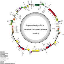 Image result for Lagenaria abyssinica