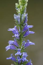 Image result for lobelia