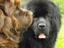 I have six female newfoundland puppies. Barachois Breeders Of Newfoundlands And Irish Wolfhounds Home