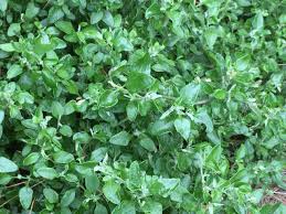 Image result for Rhagodia