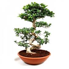 Which is the best type of ficus to grow? Buy Ficus Bonsai Podacate Tree Online At Low Price On Plantsguru Com