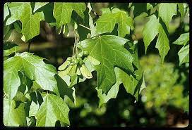 Southern sugar maple is a deciduous tree that may grow from 20 to 70 feet tall. Acer Saccharum Subsp Floridanum Florida Maple Southern Sugar Maple North Carolina Extension Gardener Plant Toolbox