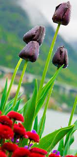 Black Tulips Flowers On Lake Geneva With Swiss Alps Montreux Switzerland Europe Travel Vacation Black Tulip Flowers Tulips Black Tulips