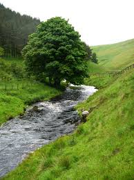 The Tree By The Stream Beautiful Landscapes Nature Photography Beautiful Nature