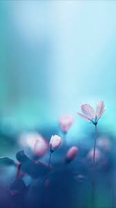 Iphone Xr Wallpaper Flowers 750x1334 Download Hd Wallpaper Wallpapertip