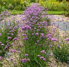 Find expert advice along with how to videos and articles, including instructions on how to make, cook, grow, or do almost anything. Verbena Bonariensis Lollipop Zone 7 2 H 2 W Fertilize Spring And Summer Verbena Bonariensis Starting Seeds Indoors Garden Fertilizer
