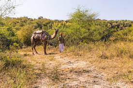 Dera amer elephant safari camel polo. Dera Amer