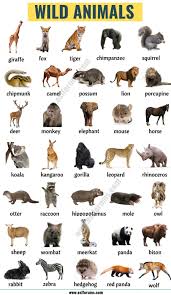 Animal groups and babies often have strange names. List Of Animals A Big Lesson Of Animal Names With The Pictures Esl Forums Animals Name In English Animal Flashcards Wild Animals List