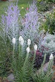 Calgary Garden Coach Perennial Garden Plans Deer Resistant Garden Flower Garden Plans