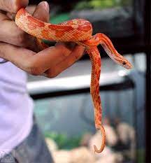 Sunkissed Corn Snake Corn Snake Snake Breeds Snake