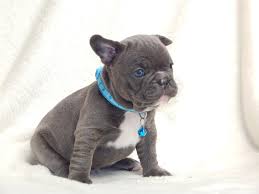 Si tratta di una razza italiana, nonostante il nome quanto a colori, il cane corso può essere nero, grigio dal piombo all'ardesia o al chiaro, e poi anche questa esiste sia con base fulva, sia con base grigia, e il cane corso tigrato ha anche una sorta di. Bulldog Francese Blu Grigio Il Bulldog Piu Ambito Da Tutti I Cuccioli Di Carlotta